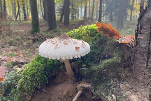 Gminne podsumowanie akcji 