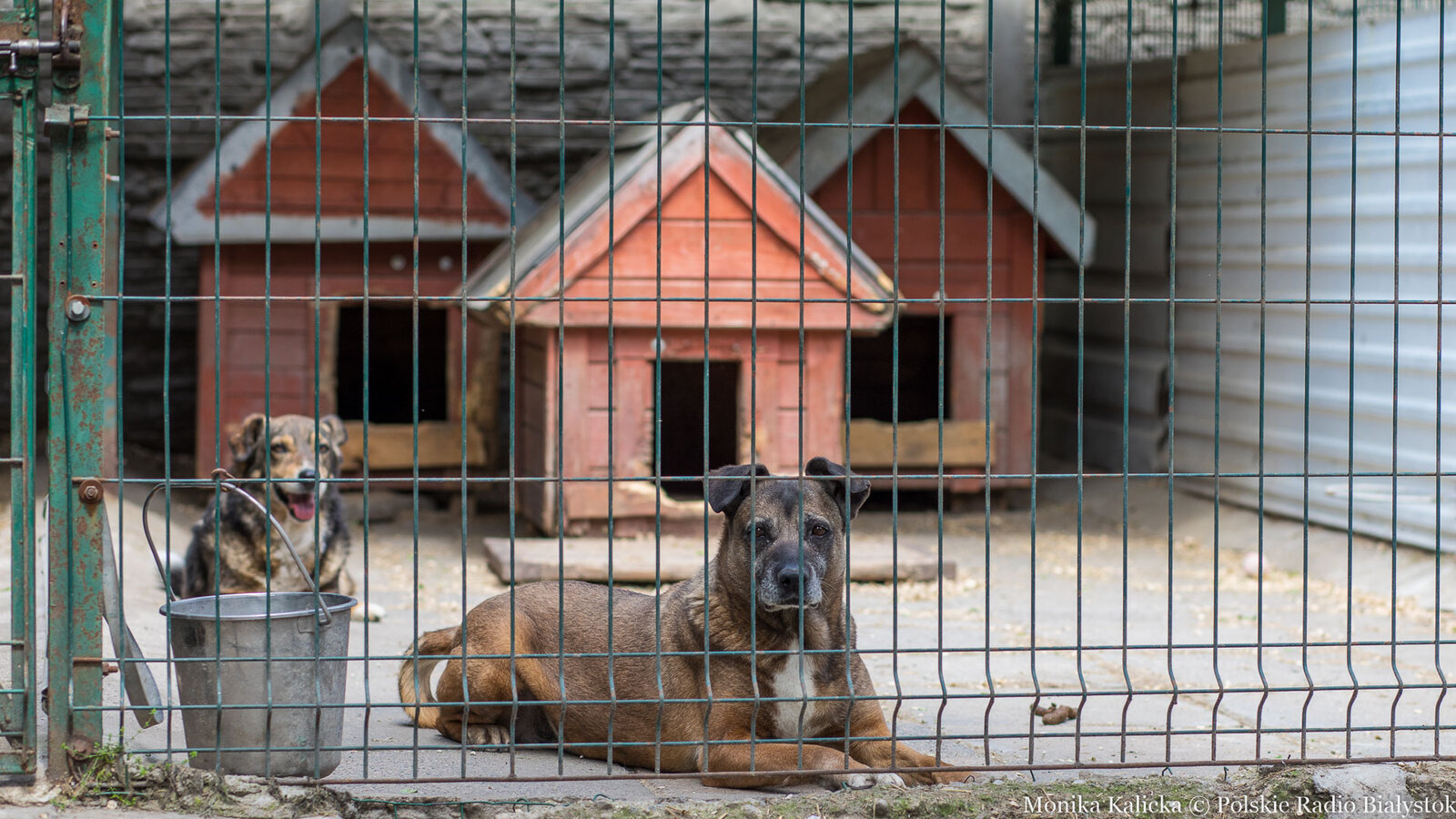 Współpraca ze schroniskiem