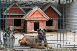 Współpraca ze schroniskiem