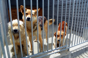 Uczniowie naszej szkoły pomagają zwierzętom ze schroniska we Włoszakowicach.